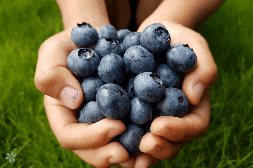 blueberries for health